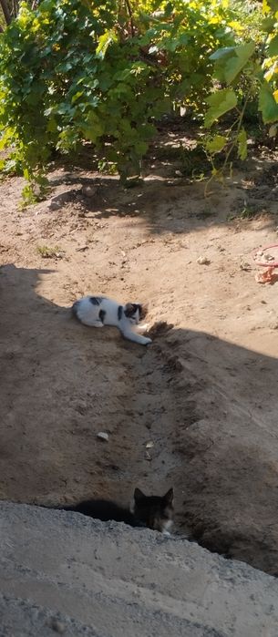 Котенок бесплатно!