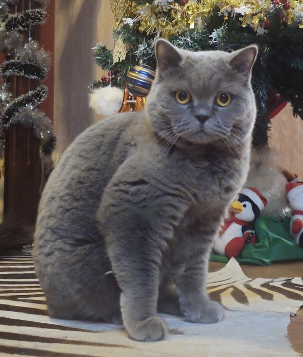 Британска късокосместа котка