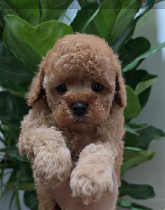 Продам карликовых пуделей