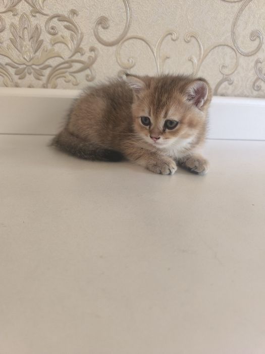 Кошки золотая шиншила