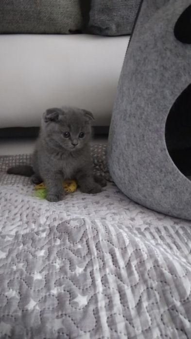 Шотландские Скоттиш Фолды