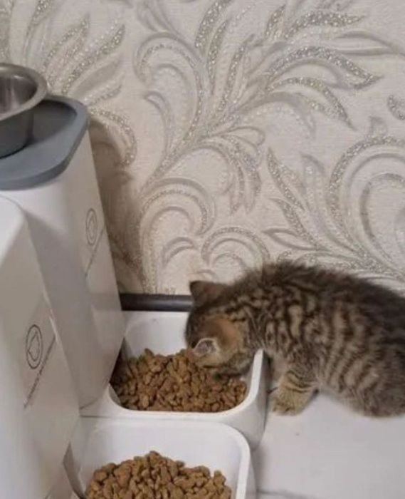 Ласкоыеые коттата мальчики и девоки по 20-15тыс