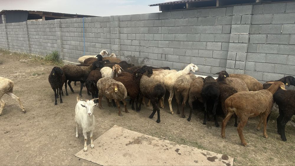 Овцы, бараны срочно продам