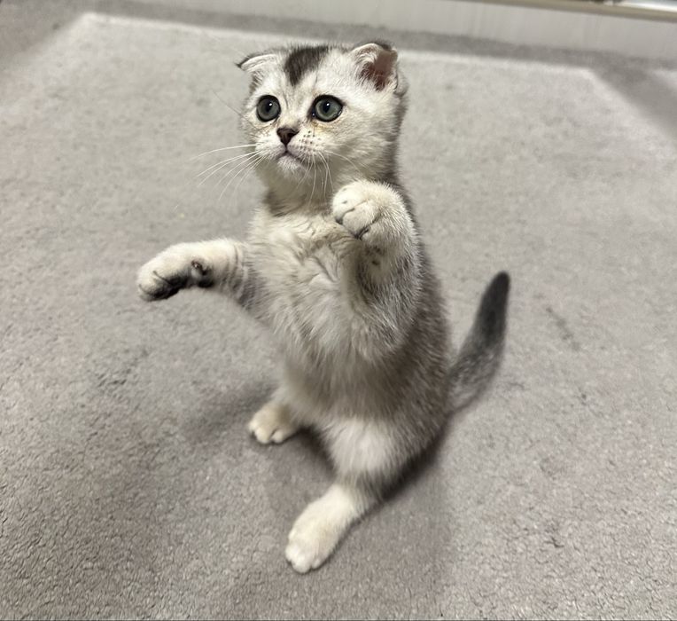 Продается британский котенок окрас шиншилла