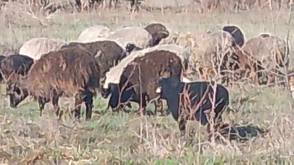 Семіз жас марқалар Сатылады