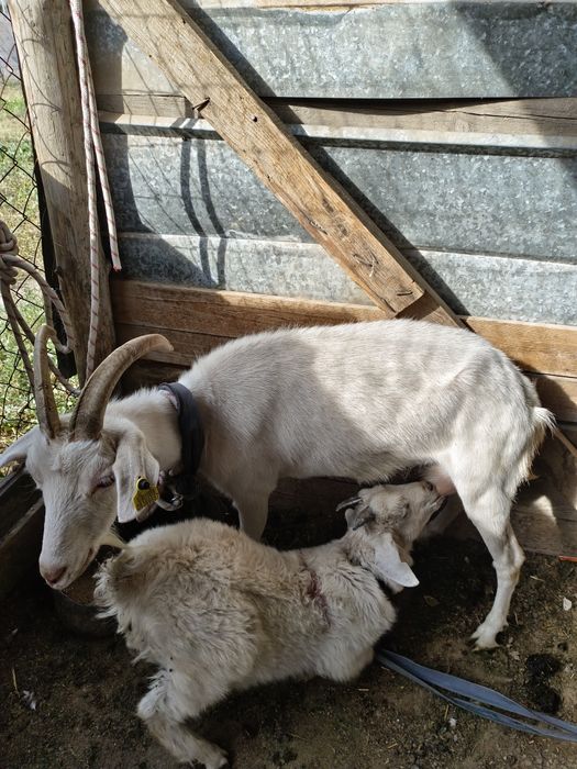 Ешкі занинская парода