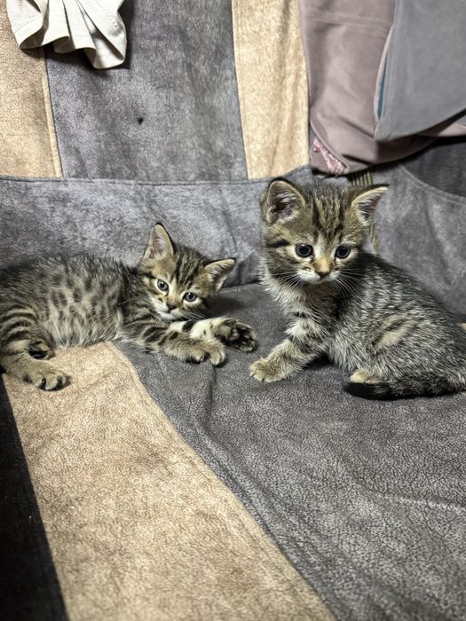 Отдам красивых котят