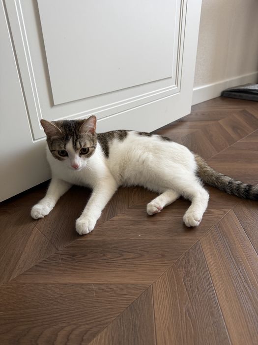 Отдам котенка в добрые руки