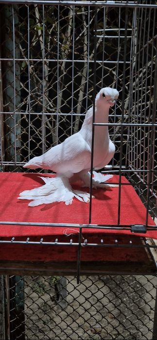 Голубы маладёжжжж