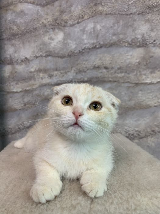 Шотландский вислоухий