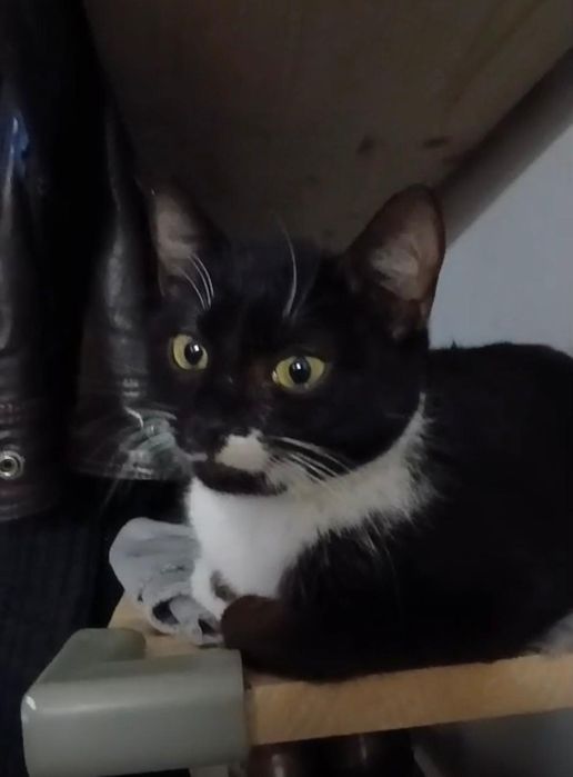 Ela 6 luni  deparazitata, sterilizata,vaccinata