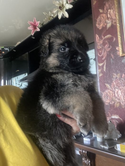 Щенки немецкой овчарки