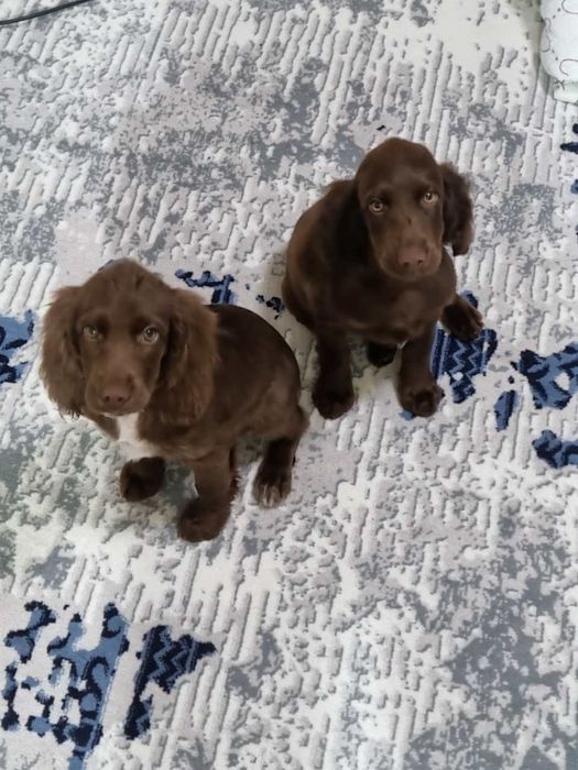 Прадаётся русский спаниел чисто кровньие два малчика