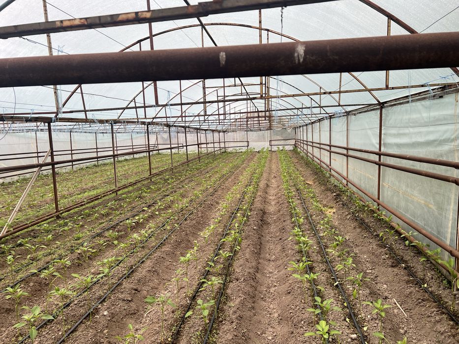 teplitsa sotiladi ataplenyalari bilan