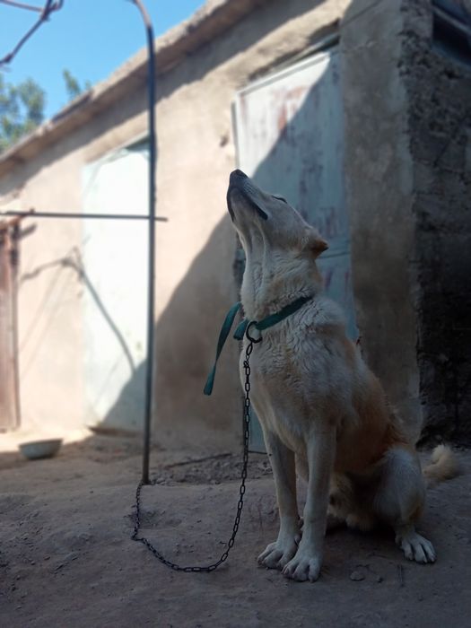 Тараз алабай бағасы 25000тг