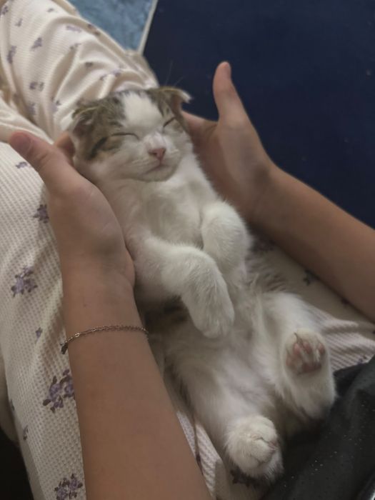 Отдам котёнка в добрые руки
