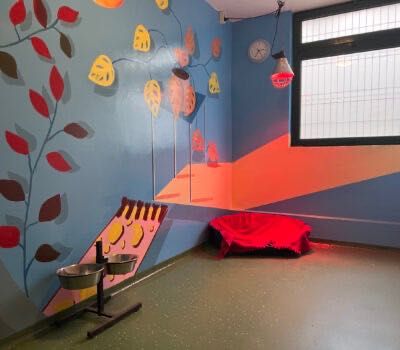 Cazare câini, pisici si alte animale de companie