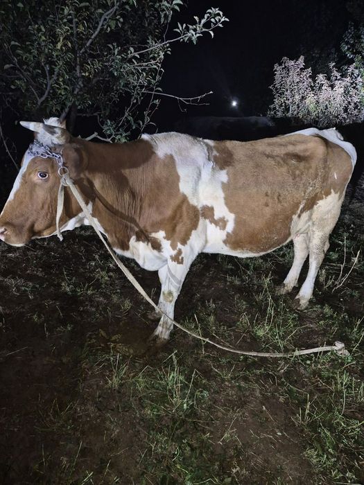 Sigir sotiladi smental