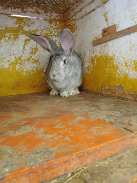 Iepuri de vânzare vîrsta de la  2-3luni 30 lei   9-10 luni   100 lei