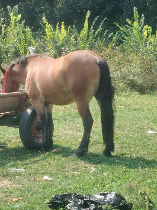 Vând cu totul  mânza de un an și 5 luni din cai grei