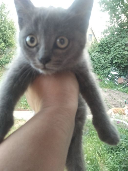 Отдам котят бесплатноо