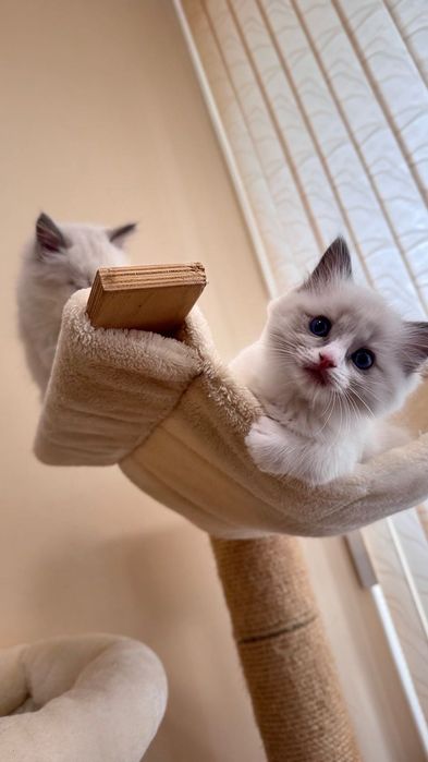 Котка Регдол / Рагдол / Ragdoll cat
