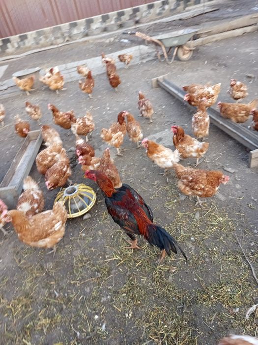 Продам дакана Июньский