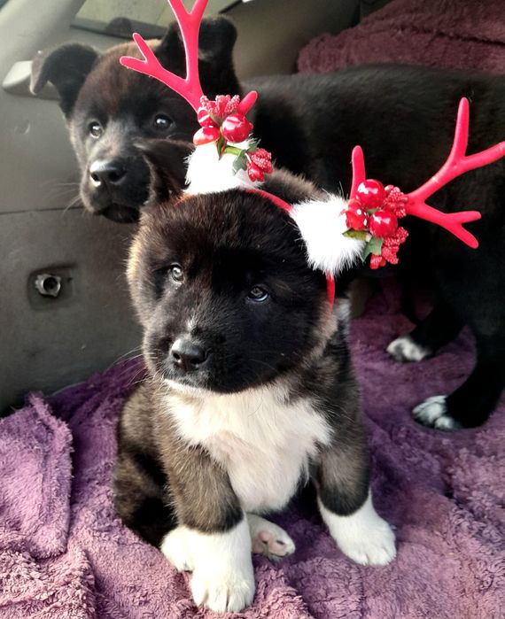 Американская акита щенки с полным пакетом документов