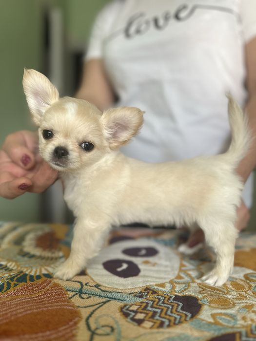 Девочки чихуа хуа