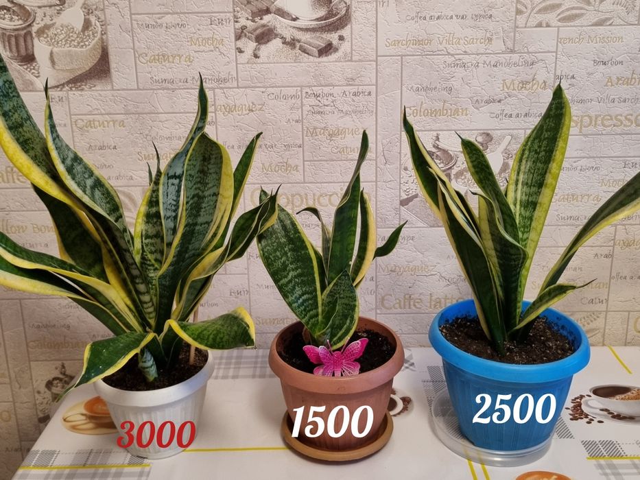 Цветы, комнатные растения