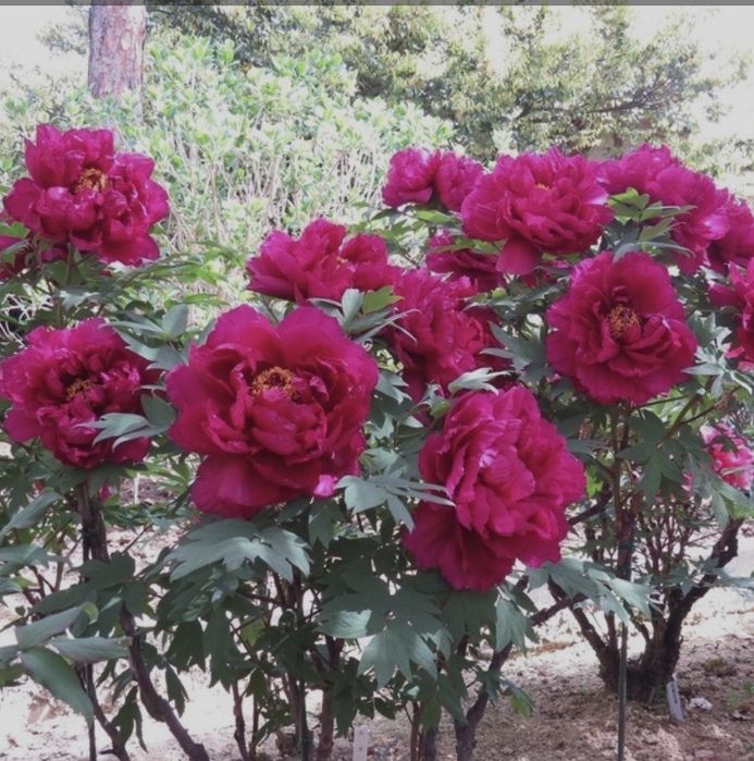 Пион древовидный 5 сортов