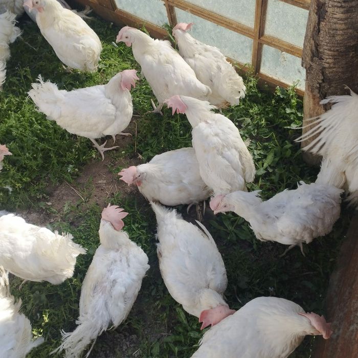 курицы куры несушки