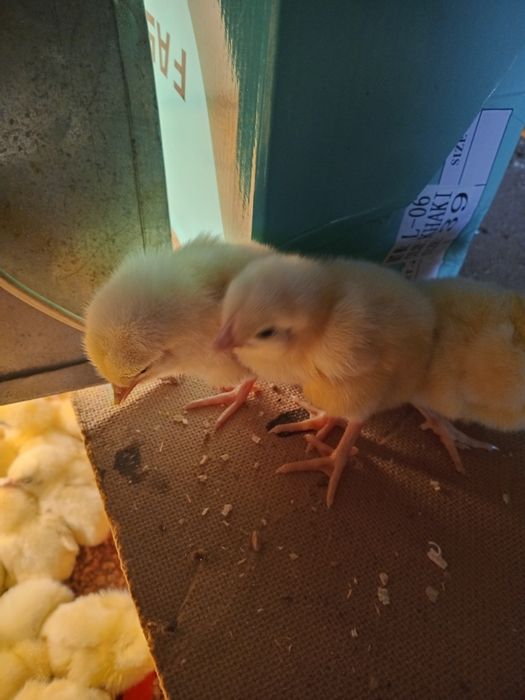 Продам суточный бройлер