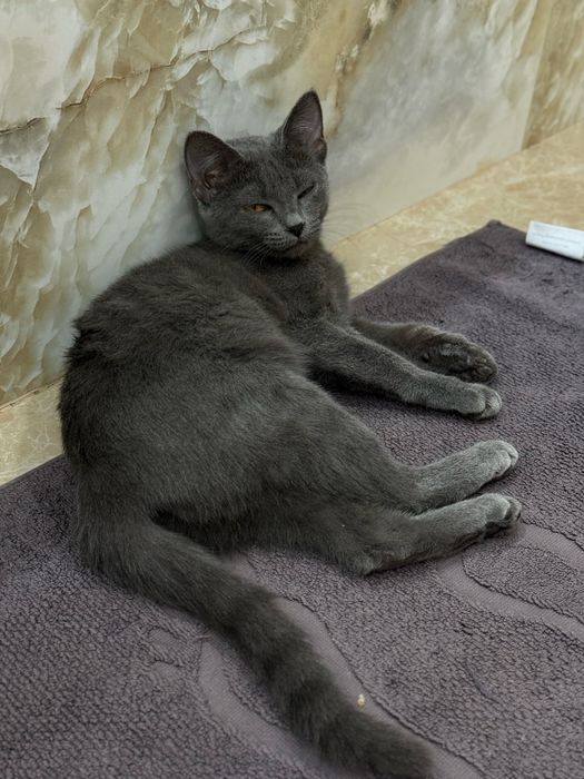 Отдам котенка в добрые руки