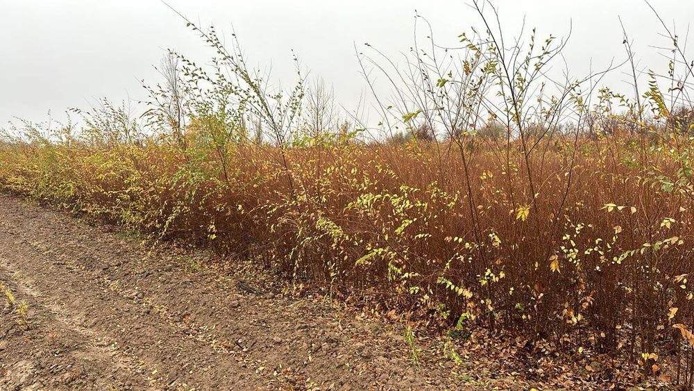 Карагач высота 1 - 2 метровые