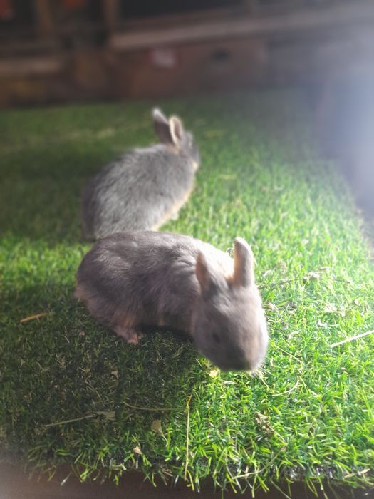 Карлик чёрный агнени ва галубой агнени  аргинал