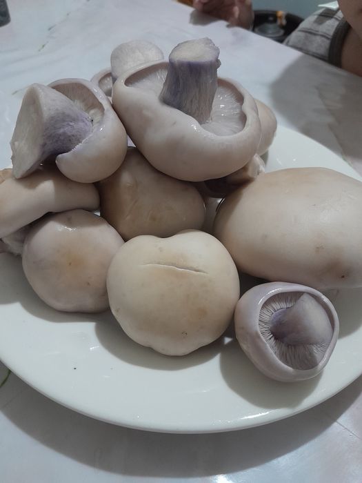 Грибы горные свежие