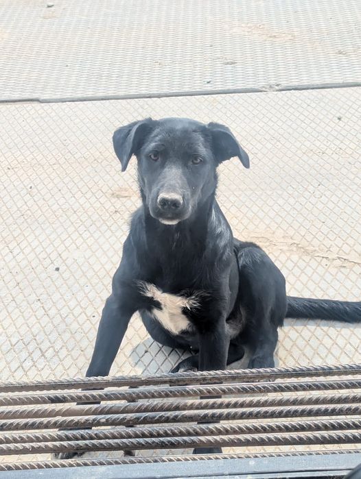 Багира дворянских кровей