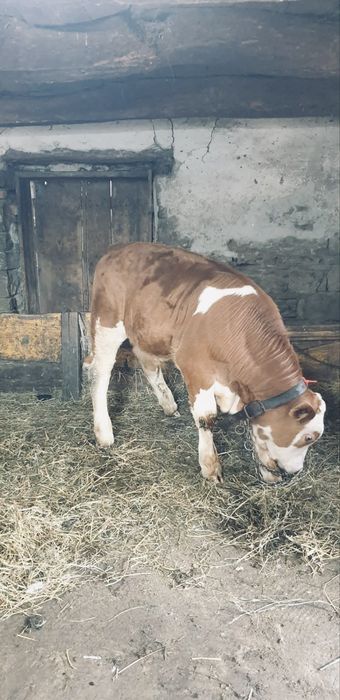 Vand vitea si un taur