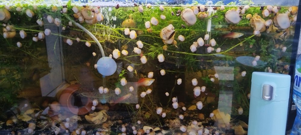 Охлюви Ампулария