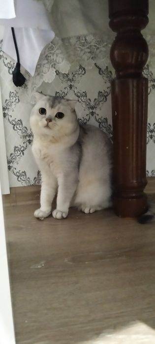 Марғау (Кошка)  Шиншилла СРОЧНО