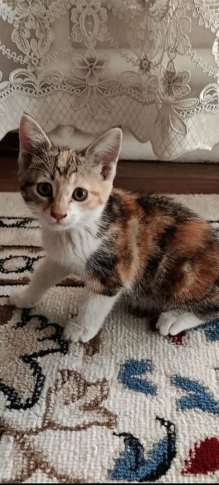 Котята мышеловы даром