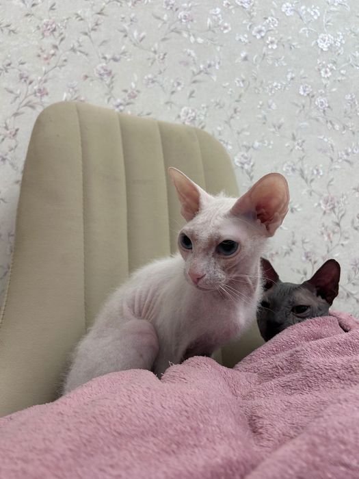 Канадский сфинкс кошка браш