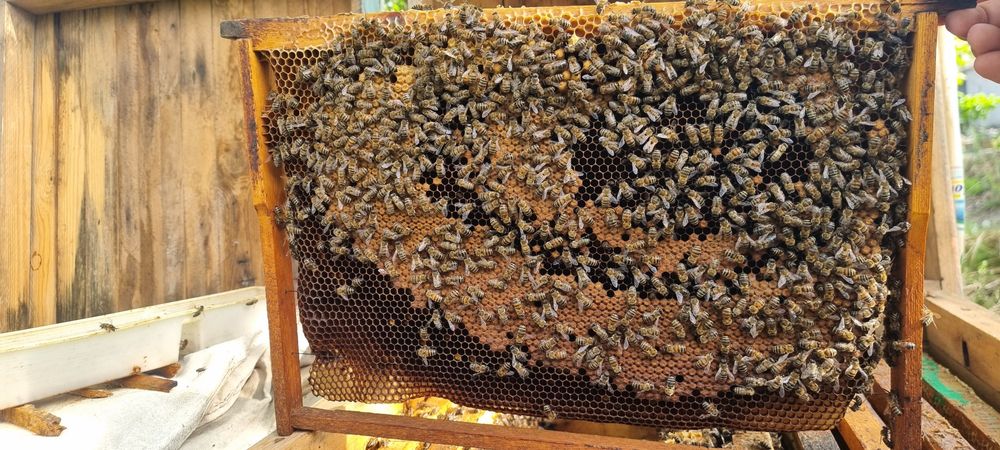 Asalari oilasi sotiladi