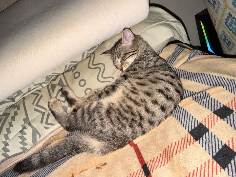 Кот домашний красивый