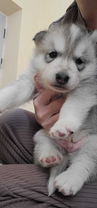 Мальчик чистокровный сегодня 2 месяца родился 14февраля