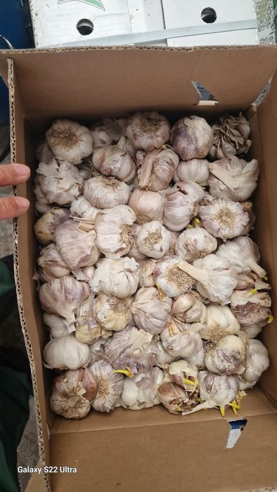 Usturoi usturoi import