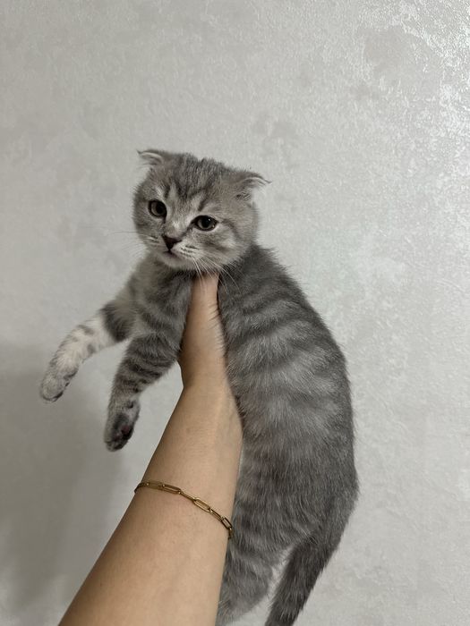 Котенок вислоухий