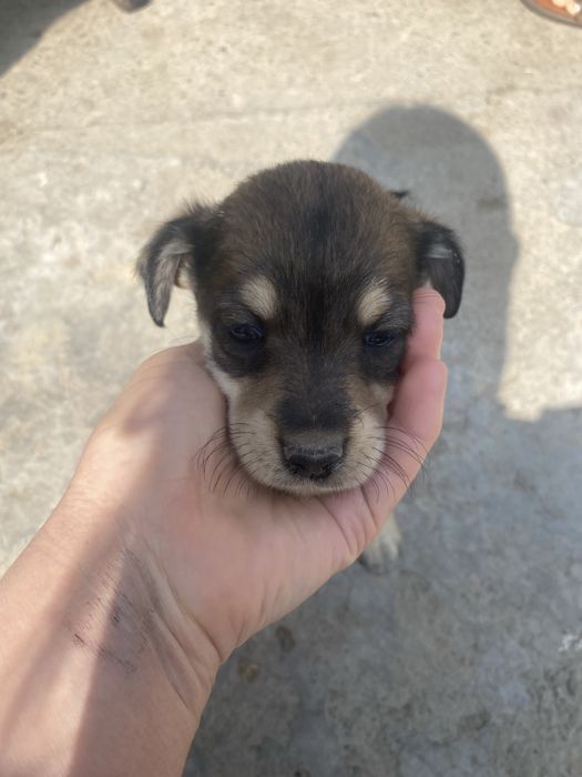 Щенки в добрые руки