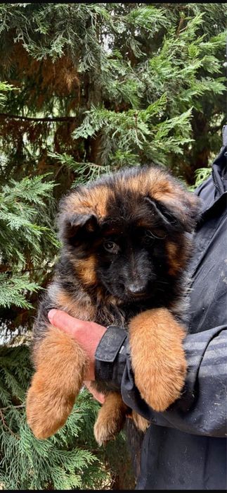 Pui Ciobanesc german de vanzare